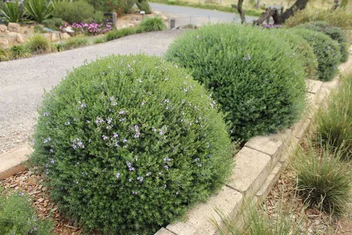 Westringia Fruticosa, Romerito, Romero Australiano Plantas