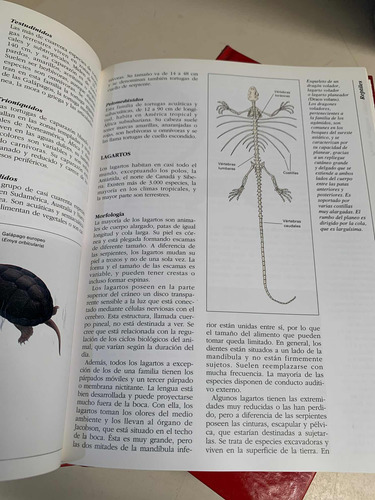 Enciclopedia Autodidacta Siglo Xxi Matemáticas, Animales Ve (Usado)