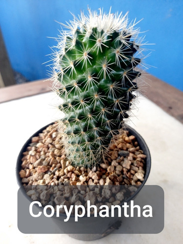 Imagem 2 de 8 de Mudas Cactos Cactus Com Vaso P.11 Coryphantha