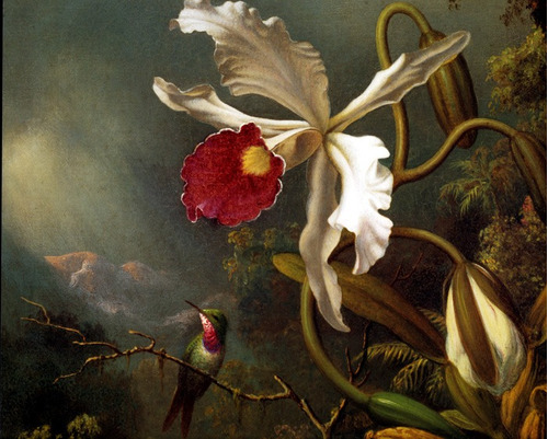 Beija-flor Rubi Orquídea Branca Vermelha Heade Na Tela Repro