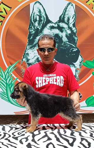 Imagen 3 de 3 de Cachorros Pastor Alemán Full Pedigree Apppa-perú