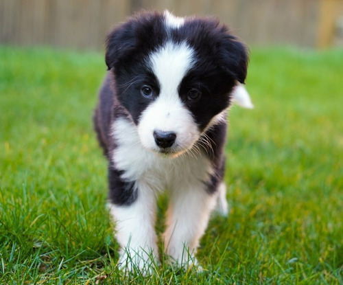 Cachorro Border Collie Disponible Perro Medellin Bogota