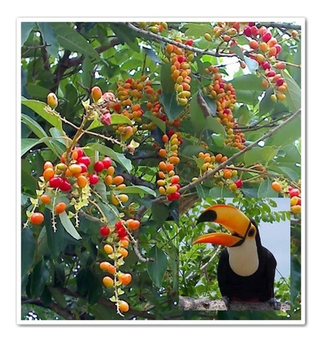 Imagem 5 de 6 de Kit 400 Sementes De Árvores Frutíferas Para Pássaros