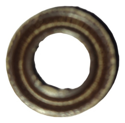 Reten Y Orings Dowen Pagio Hidrolavadora (reten Agua Fibra)