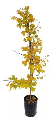  Árbol Sagrado, Ginkgo Biloba L. 10lts