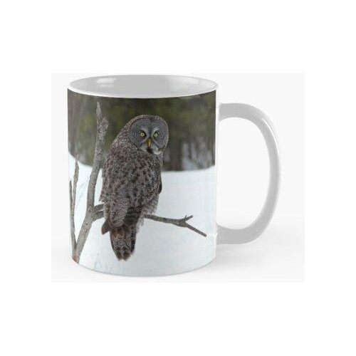 Taza Magnífico Gran Búho Gris Calidad Premium