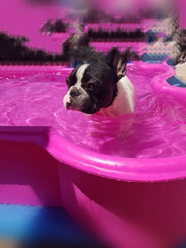 Imagen 5 de 5 de Guarderia Canina