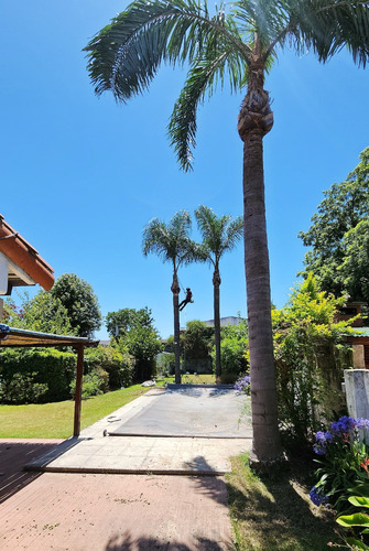 Poda De Arboles Tala Extracciones De Raiz Escalador Palmeras
