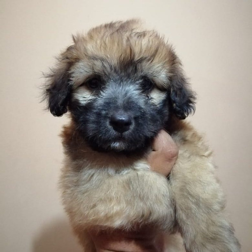 Perro