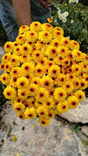 Flores Naturales Recién Cortadas