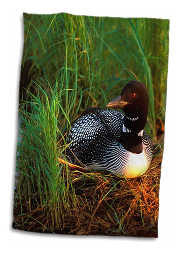 3d Rose Minnesota-common Loon Bird-leech Lake-us24 Pha0...