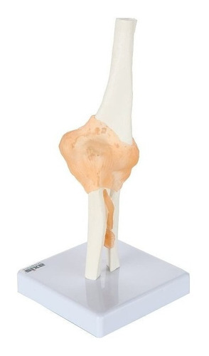 Modelo Anatomico Del Codo Humano Con Ligamentos Tamaño Real