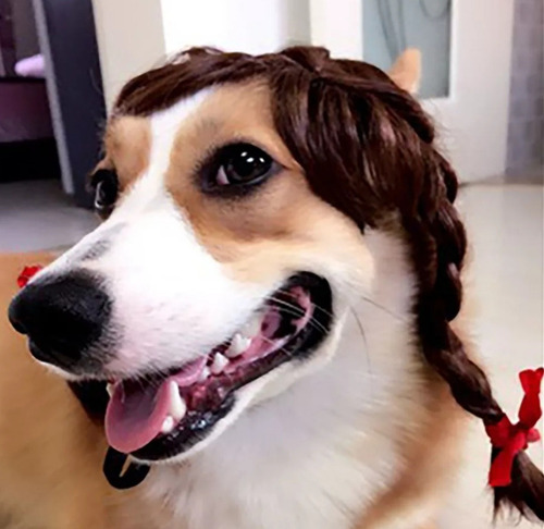 Peluca Disfraz Mascota Perro Gata Cosplay China Trenzas 