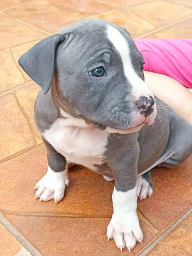 American Bully Filhotes
