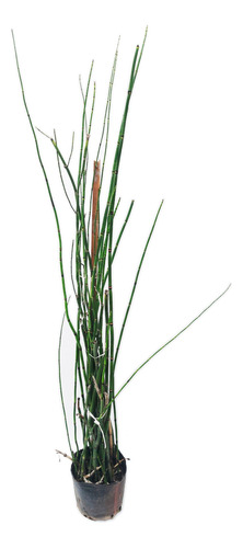 Planta Equisetum 3l Arbusto Greenonline Vivero