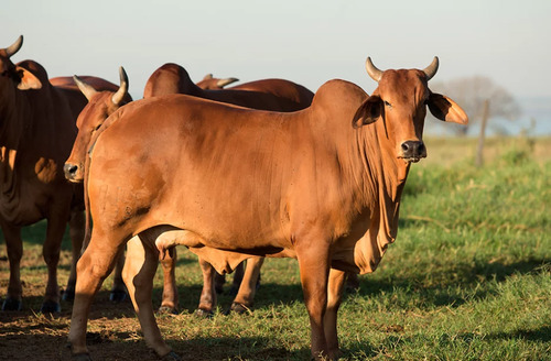 Suplemento Com Doramectina 1% Para Cavalo Em Líquido Ja Saúde Animal Doragold Em Galão De 500ml