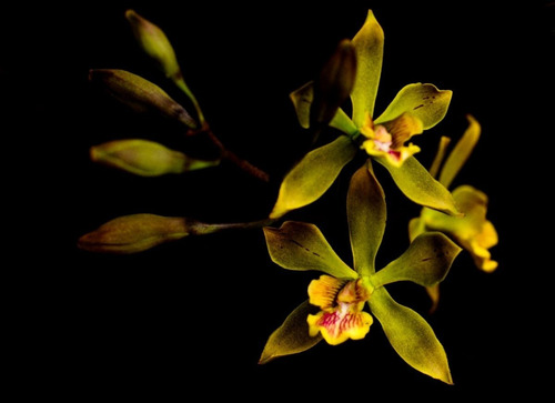 Orquidea Encyclia Clovesiana