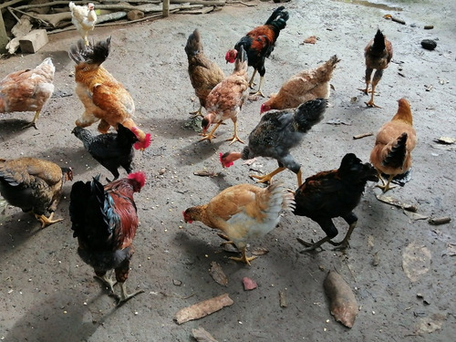 Imagen 4 de 5 de Pollitos Criollos Raza Grande