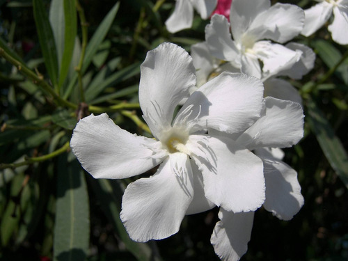 Espirradeira Branca Oleandro Nerium Oleander Flor Sementes
