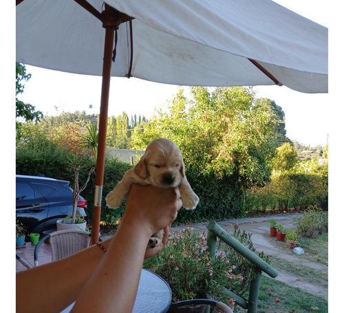 Cachorros Cocker Spaniel Inglés