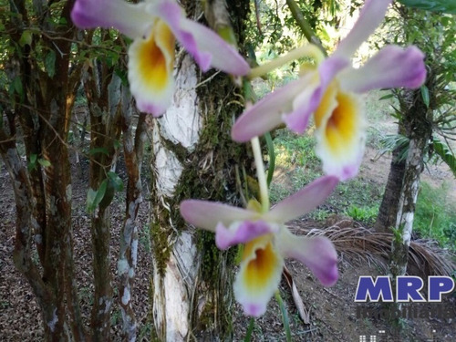 Imagem 15 de 19 de Ch 00013 - Chácara Em Ubatuba, Com Pousada, Tipo Chalé, 4 Apartamentos, Aproximadamente 2 Km Da Praia Do Sapê. - Ch00013 - 4853134