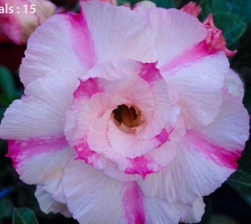 Imagem 6 de 10 de Semente Rosa Do Deserto Mix Cores 100 Adenium Frete Grátis