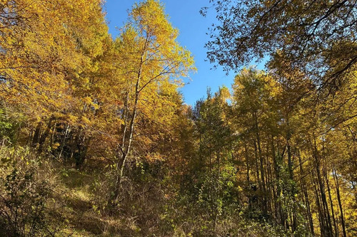 Venta Campo Curarrehue