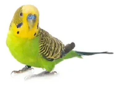 Periquito Australiano
