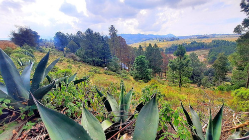 Hermoso Rancho De 10 Hectáreas Con Casa
