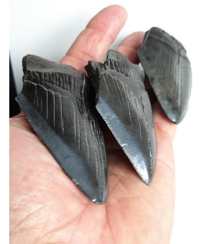 Dente Tubarão Megalodon O Gigante Dos Mares Lote C/ 03.
