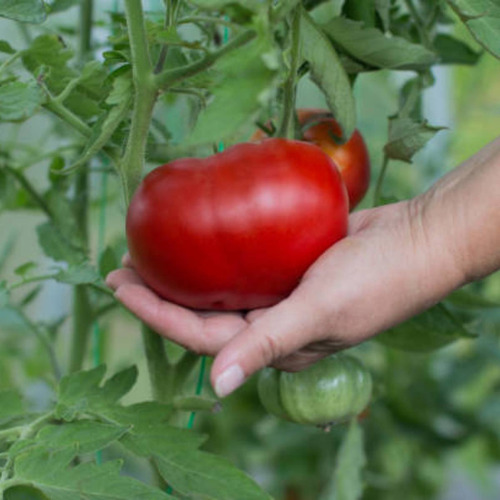 2x Sementes De Tomate Gaúcho Blueline Topseed