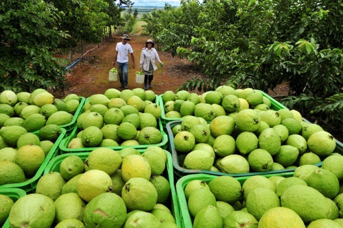 Muda De Goiaba Vermelha Produtiva Alta Qualidade + Manual