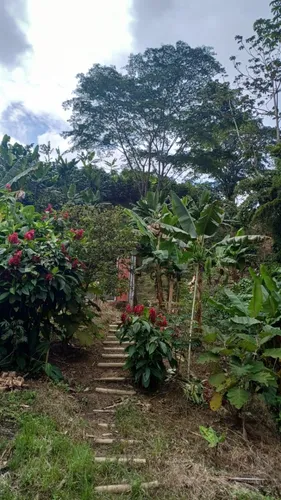 Vendo Finca Productiva En La Vereda La Capilla De Santa Rosa De Cabal 27 Cuadras O 17 Hectareas