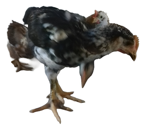 Pintinhos De Galinha Sertajeja Balao Vermelho