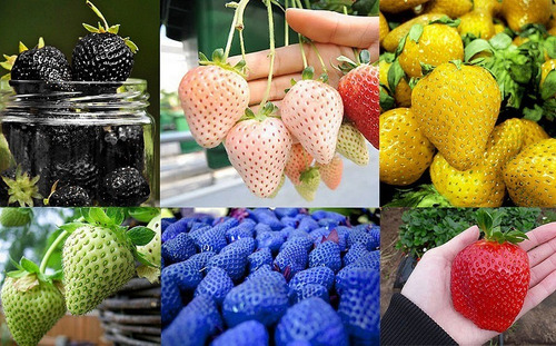 Semillas Frutillas Gigantes Mix Colores Envío A Todo Chile