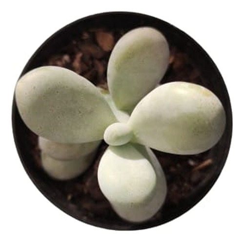 Suculenta Pachyphytum Oviferum Pedra Da Lua