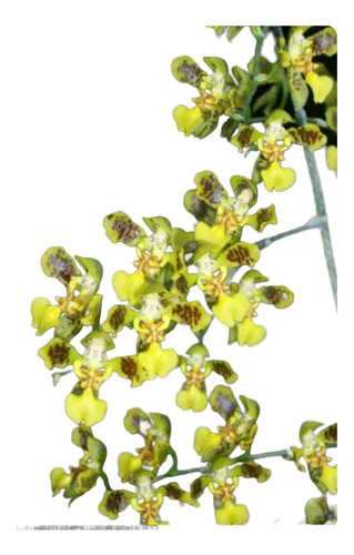 Orquídea Oncidium Fimbratum 
