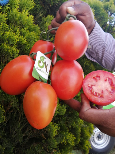 Semillas Martínez / Tomate Indeterminado / Sicilia / 1m