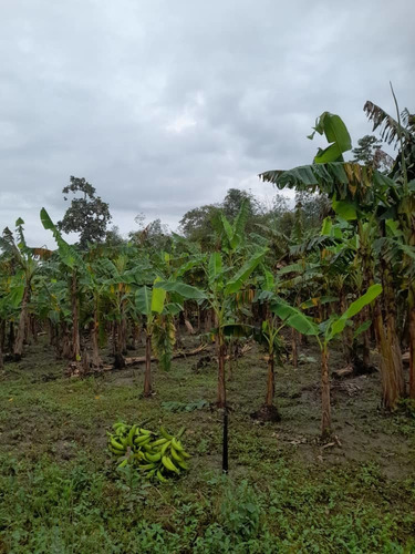 Imagen 26 de 30 de En Venta Finca En Ocumare De La Costa, Aragua