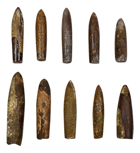 Espécimen Fósil Coleccionable De Piedra De Flecha De Pez De