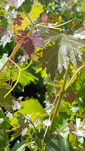 Plantines Uva Malbec