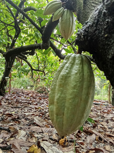 Cacao Seco Criollo 3 Kilos + 500 Gramos De Regalo