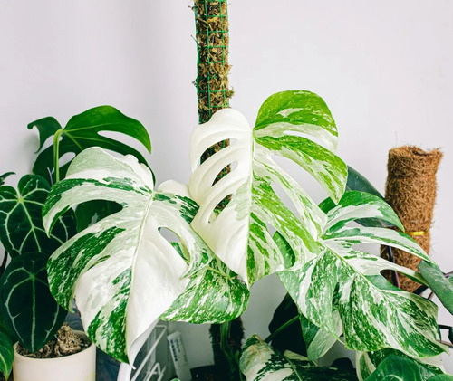 10 Semillas De Monstera Variegata Rosa + 10 Blancas
