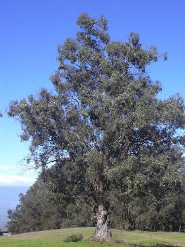 Imagem 8 de 10 de 200 Sementes Eucalipto Azul Eucalyptus Globulus