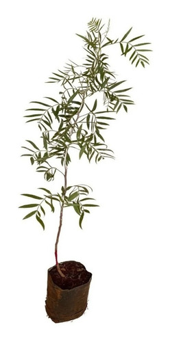 Muda De Aroeira Salsa (schinus Molle) 6 Unidades De 10a30cm