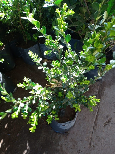 Imagen 4 de 9 de Buxus Arbusto - Hermoso - E.gratis Caba Y Gba