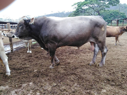 Imagen 11 de 29 de Finca Ganadera Y Agricola En Venta En Bejuma, Edo Carabobo 04121994409
