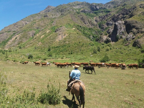 Forestal En Venta En Colbún