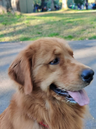 Imagen 1 de 6 de Hermoso Ejemplar De Golden Retriever Para Cruza