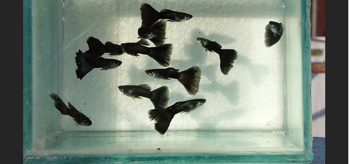 Imagen 1 de 6 de Peces Pez Guppys Lebistes Full Black - Black Moscú